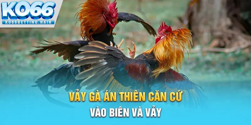 Vảy gà Án Thiên căn cứ vào biên và vảy