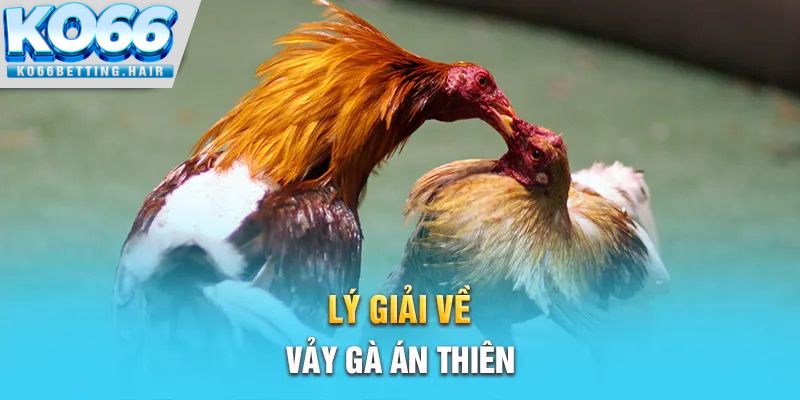 Lý giải về vảy gà Án Thiên