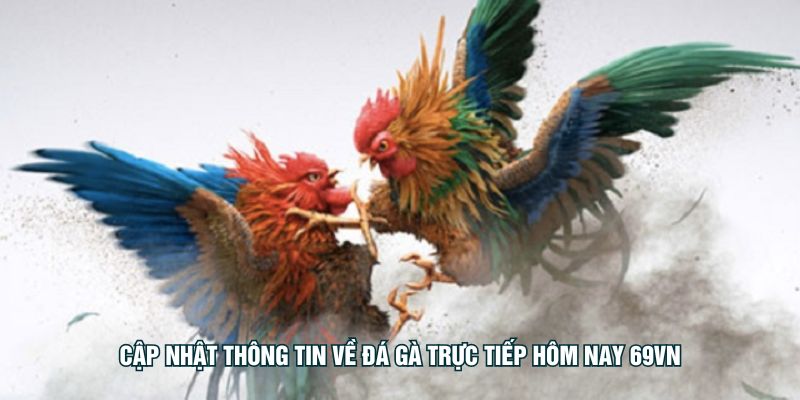 Cập nhật thông tin về đá gà trực tiếp hôm nay KO66