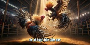 Đá Gà Trực Tiếp Hôm Nay