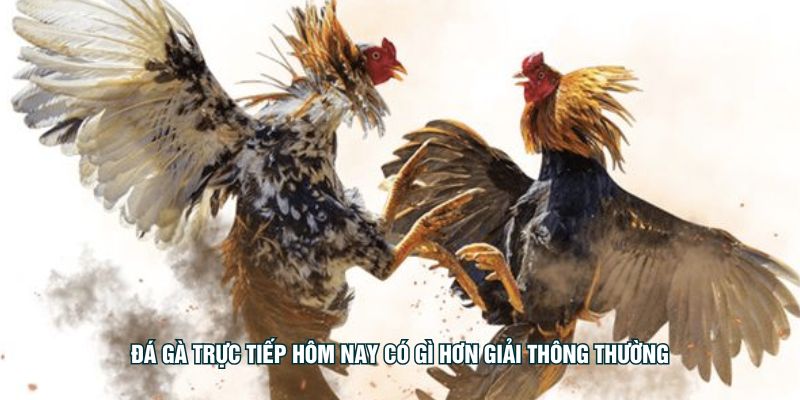 Đá gà trực tiếp hôm nay có gì hơn giải thông thường