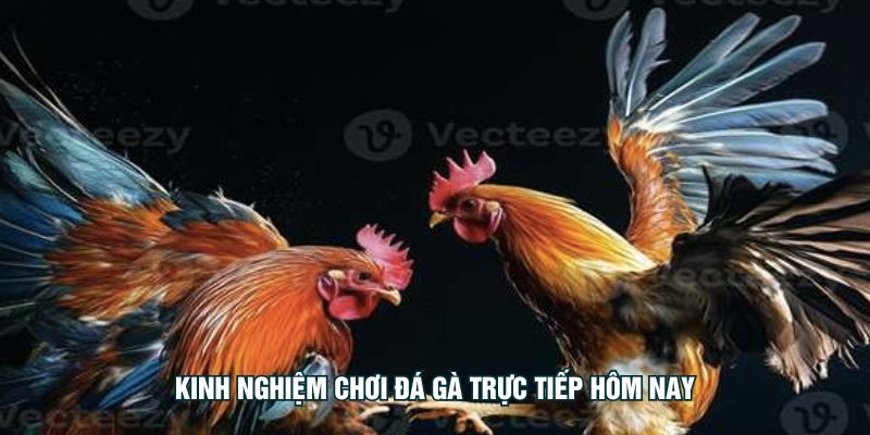 Kinh nghiệm chơi đá gà trực tiếp hôm nay
